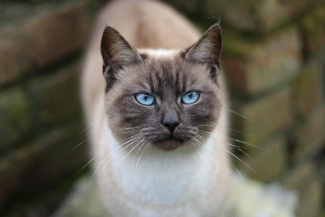 Olles katt